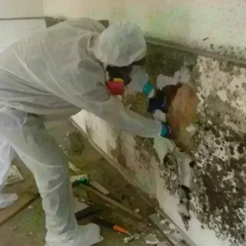 Mold Remediation and Removal in Villa Park, CA